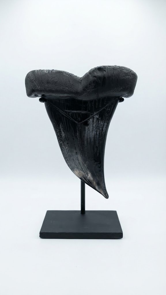 Black Sharks Tooth